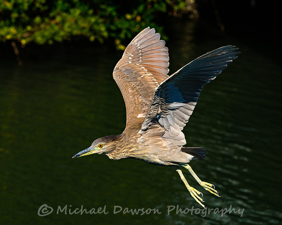 Yellow-crowned Night Heron (immature)