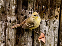 Pine Warbler