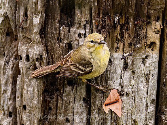 Pine Warbler