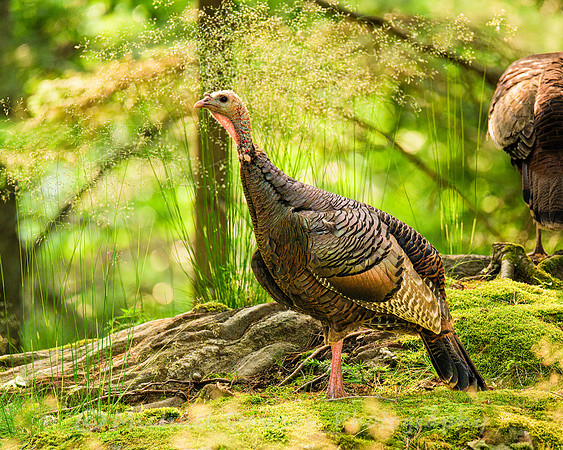 Wild Turkey (female)