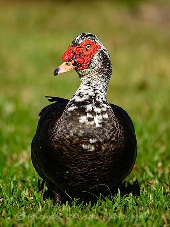 Muscovy Duck