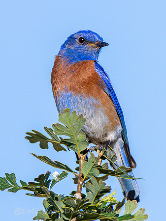 Western Bluebird (male)