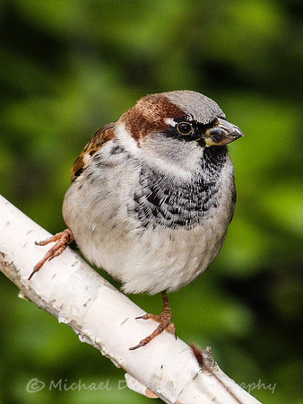 House Sparrow