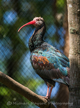 Northern Bald Ibis