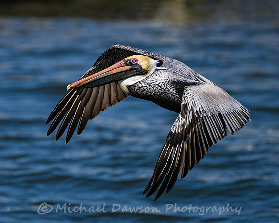Brown Pelican