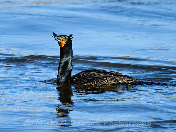 Double-crested Cormorant