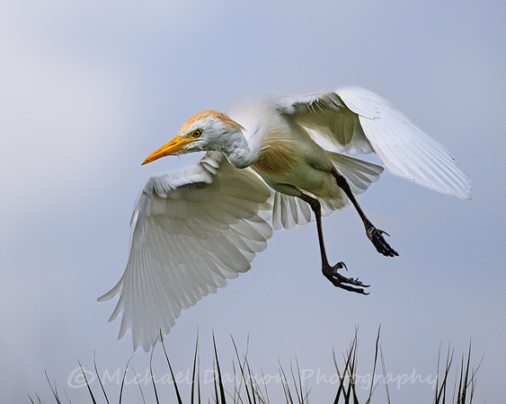 Cattle Egret