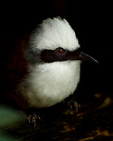White-crested Laughingthrush