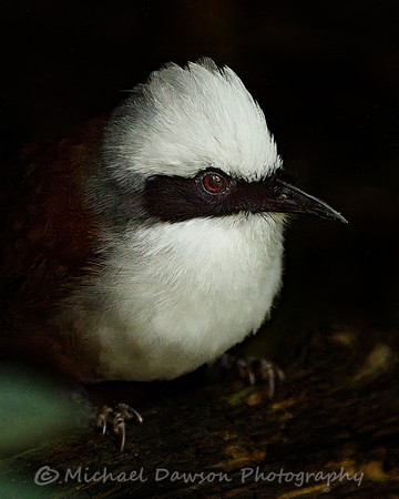 White-crested Laughingthrush