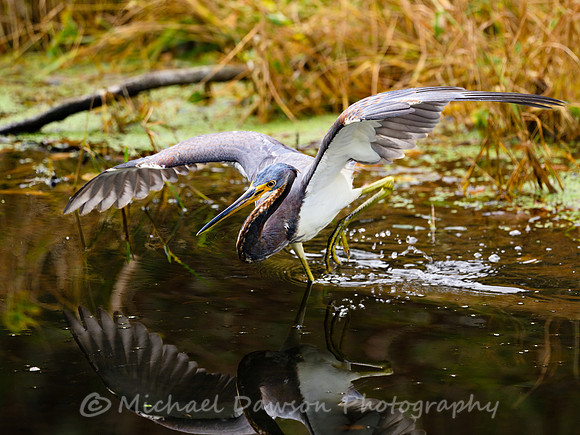 Tricolored Heron