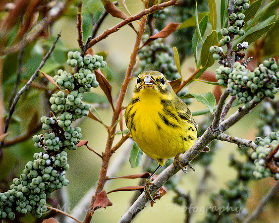 Prairie Warbler