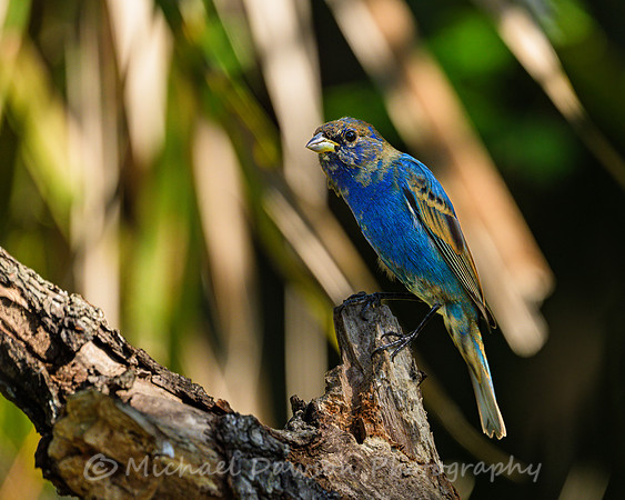 Indigo Bunting (male)