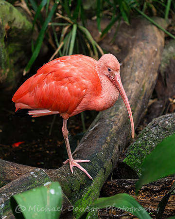 Scarlet Ibis