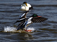 Red-breasted Merganser