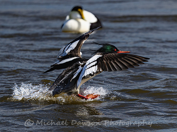 Red-breasted Merganser
