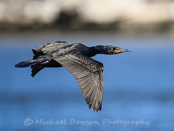 Double-crested Cormorant