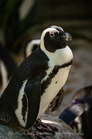 African Penguin