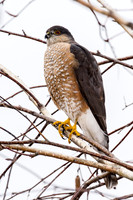 Cooper's Hawk