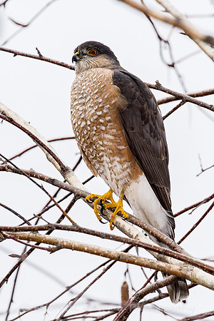 Cooper's Hawk