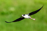 Black-necked Stilt