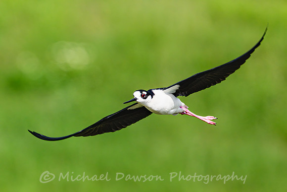Black-necked Stilt