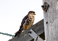 Merlin