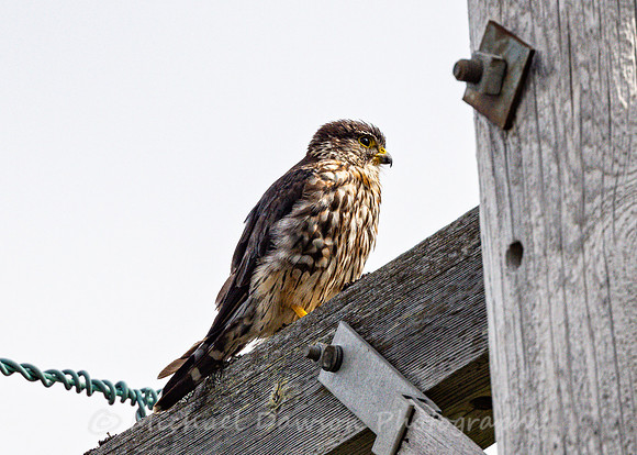 Merlin