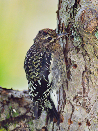 Yellow-bellied Sapsucker (juvenile)