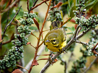 Prairie Warbler