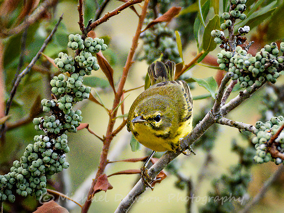 Prairie Warbler