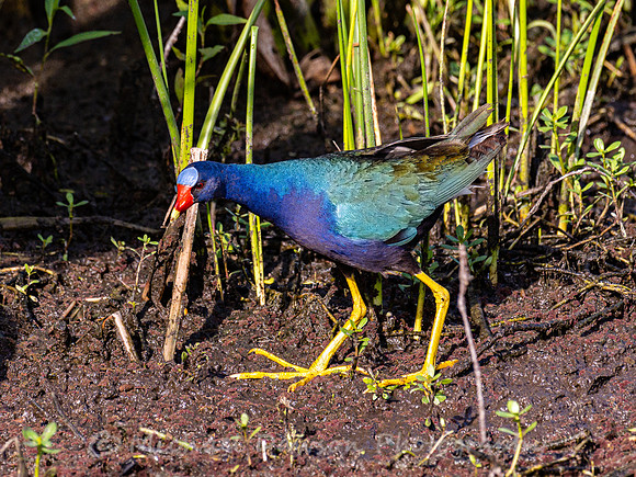 Purple Gallinule