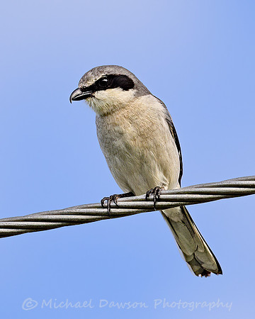 Loggerhead Shrike