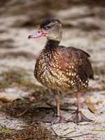 Spotted Whistling Duck