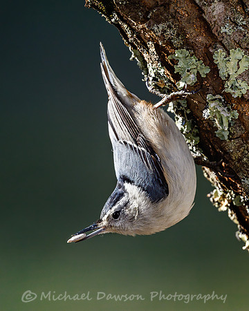 White-breasted Nuthatch