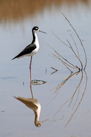 Black-necked Stilt