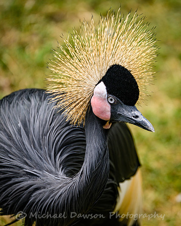 Black-crowned Crane