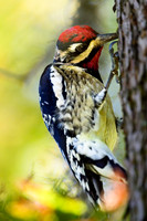 Yellow-bellied Sapsucker