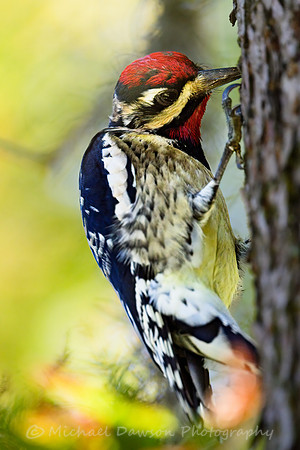Yellow-bellied Sapsucker