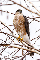 Cooper's Hawk