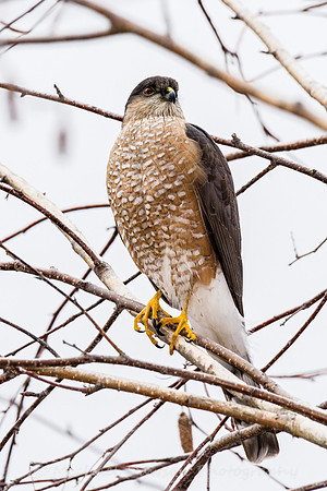 Cooper's Hawk