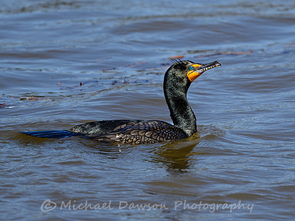 Double-crested Cormorant