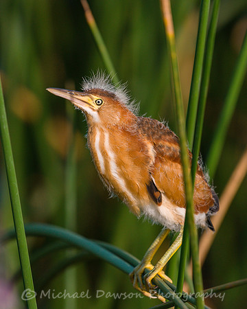 Least Bittern (fledgling)