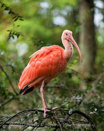 Scarlet Ibis