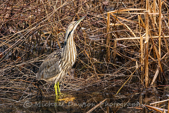 American Bittern