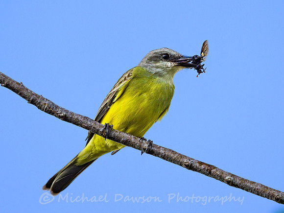 Tropical Kingbird