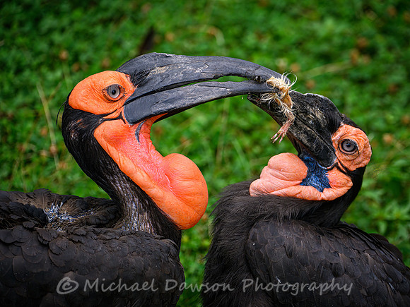 Southern Ground Hornbills