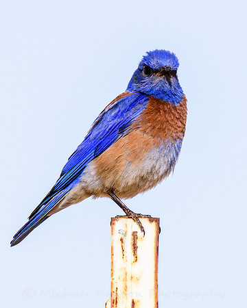 Western Bluebird (male)