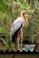 Yellow-billed Stork