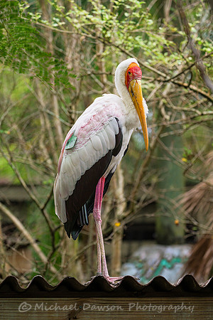 Yellow-billed Stork