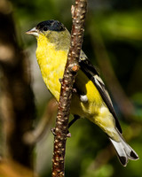 Lesser Goldfinch (male)